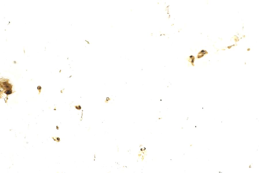 Image 30